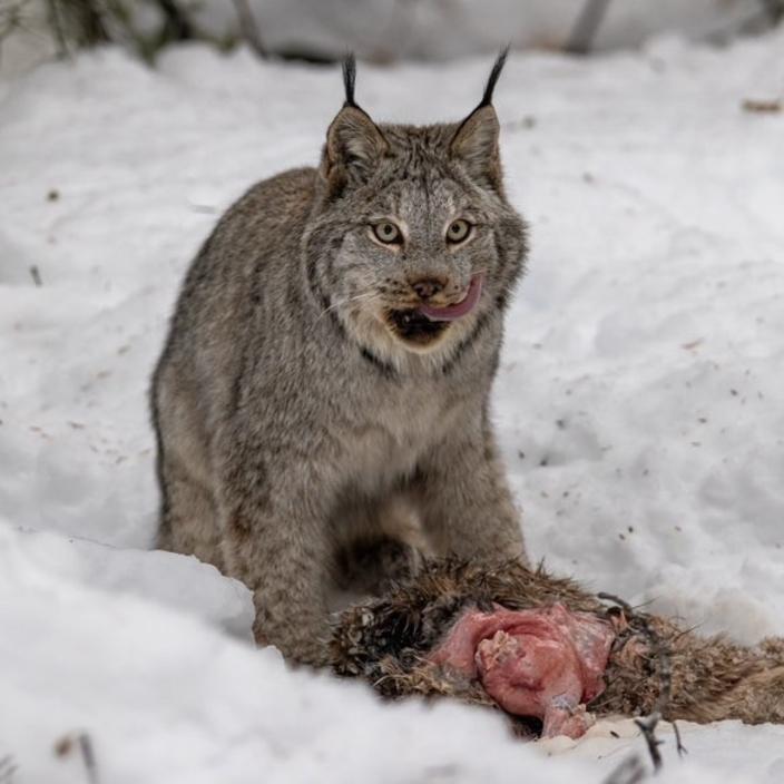 Nature is metal: A lynx takes care of the remains of another lynx that had been killed by a vehicle in northern Canada. Photo by Ben Bluhm