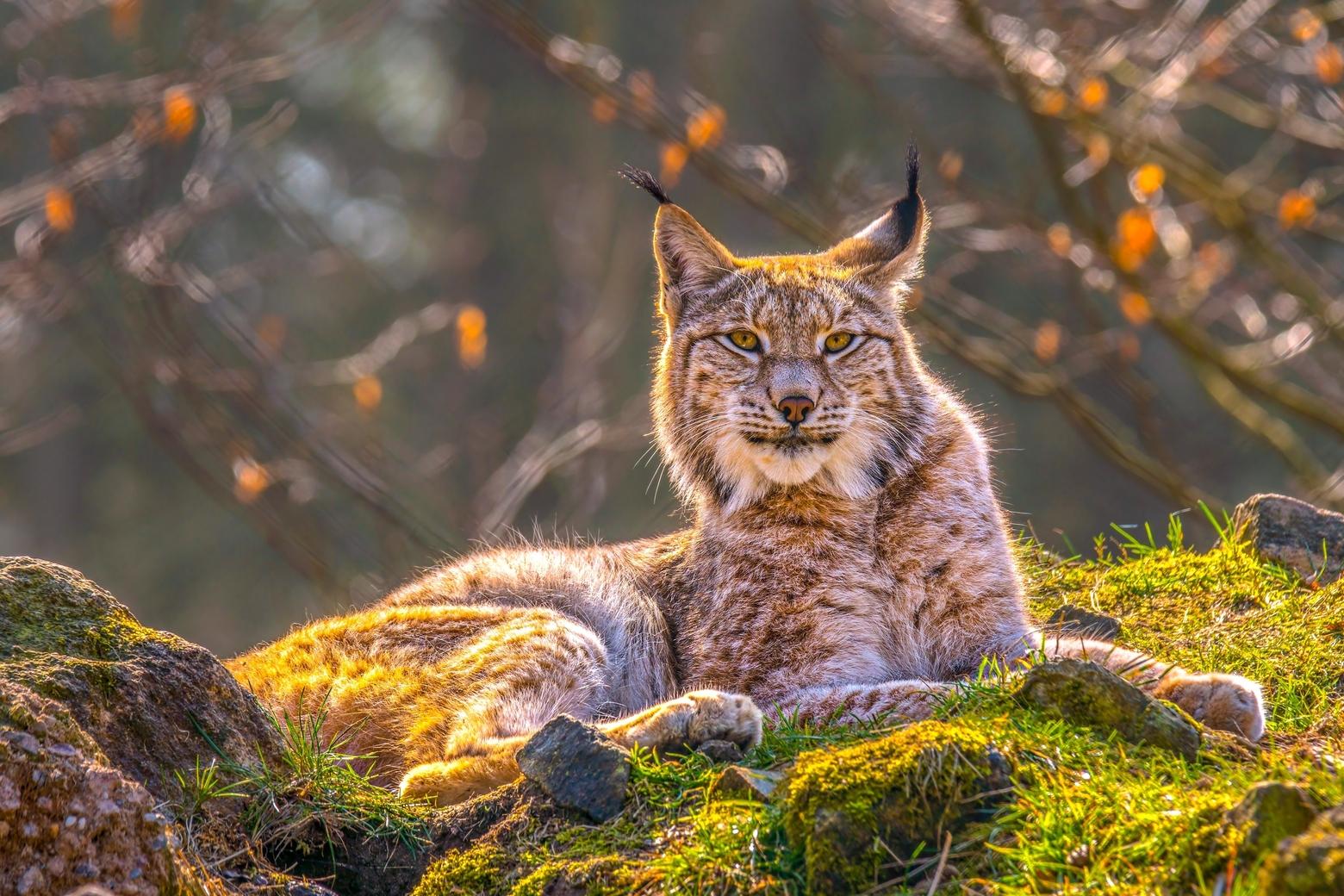 The Eurasian lynx, closely related to the Canada lynx, is the largest and most widely distributed of the four extant species within the genus Lynx. It ranges through most of Europe, central Asia and Siberia, the Tibetan Plateau and the Himalayas. Like the Canada lynx it inhabits high-elevation boreal forests and requires persistent snow cover. Photo by Ondrej Prosicky, courtesy Prairie Protection Colorado.