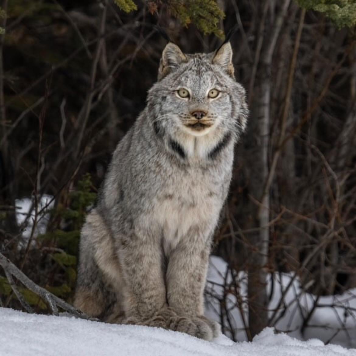 Snowshoe hares make up the primary diet for Canada lynx, to the tune of 75 percent. But lynx will also eat voles, mice, ground squirrels, and even the occasional deer fawn. Photo by Ben Bluhm