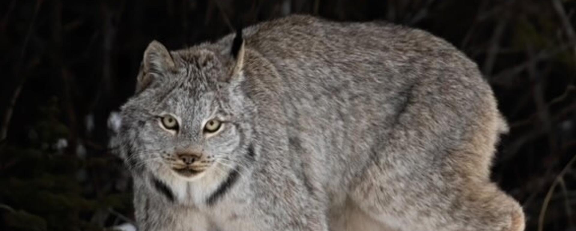 The elusive, nocturnal and threatened Canada lynx