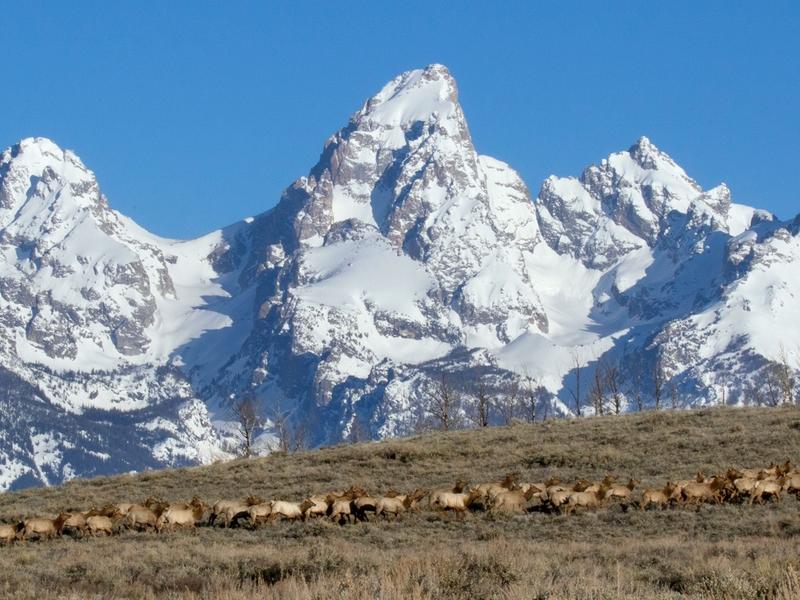 Elk herd on the Kelly Parcel, gateway to the Path of the Pronghorn