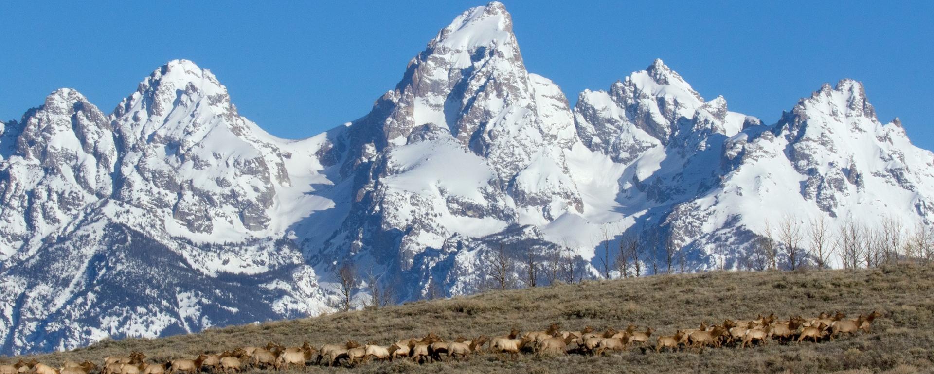 Elk herd on the Kelly Parcel, gateway to the Path of the Pronghorn