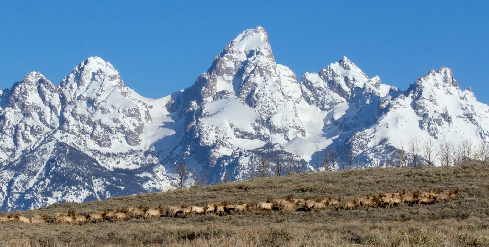 The long disputed over Kelly Parcel consists of 640 acres and is the gateway to the famed Path of the Pronghorn, the longest terrestrial wildlife migration route in the Lower 48. Photo by Mark Gocke/NPS