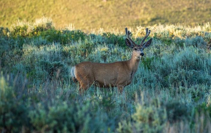 Along with the Path of the Pronghorn, the Kelly Parcel sits along migration routes for elk and mule deer, such as the one pictured here. Photo courtesy NPS