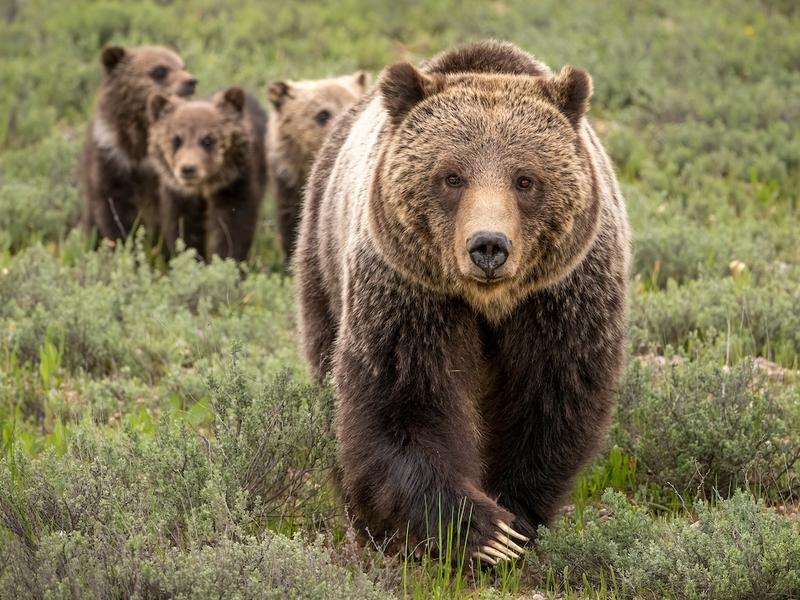 Grizzlies have been protected under the Endangered Species Act since 1975. For now, they'll remain so.