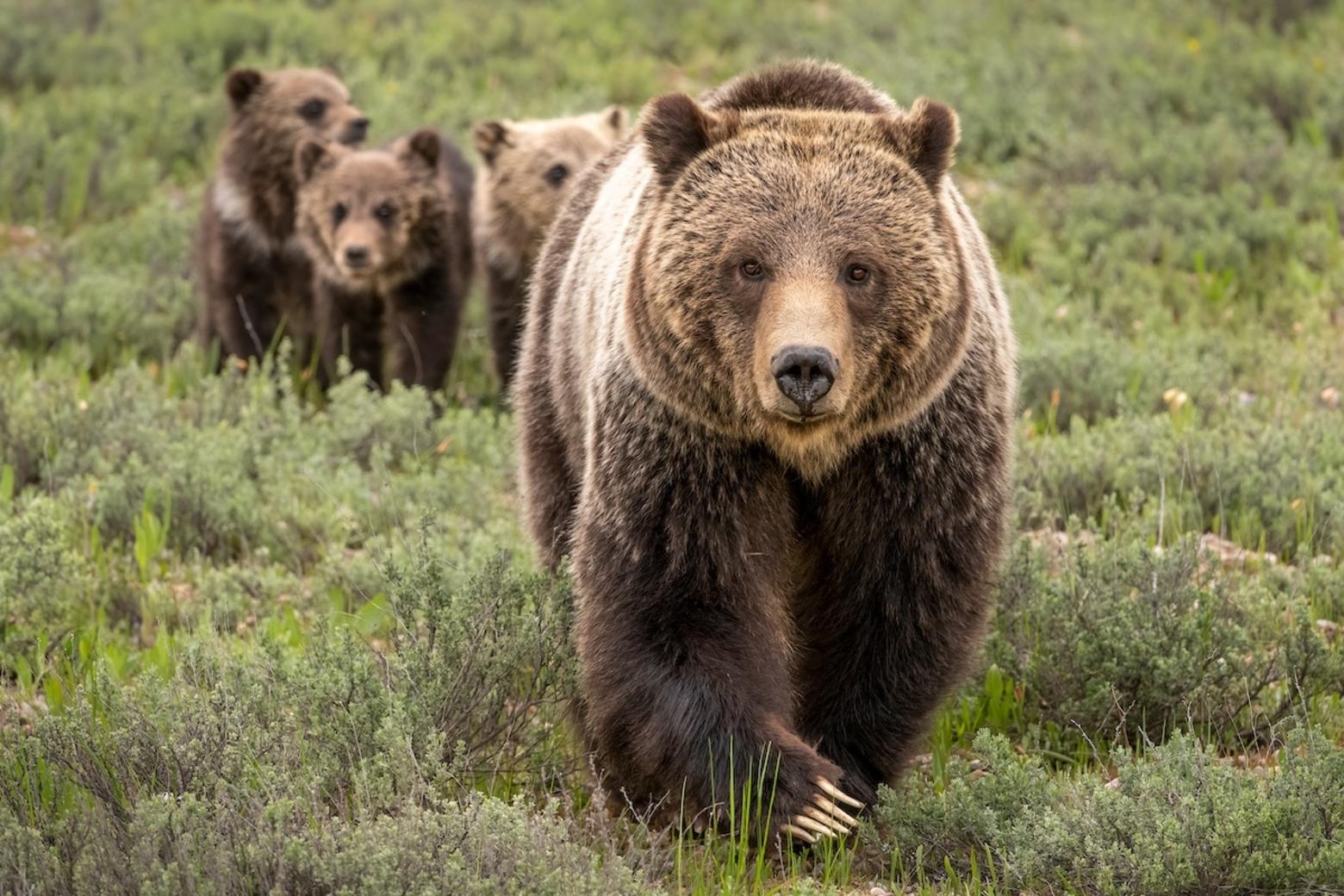 Cubs in Tow. Grizzly #793 (aka Blondie) bringing new life to the Tetons with her three cubs in 2024. Photo by Charlie Lansche