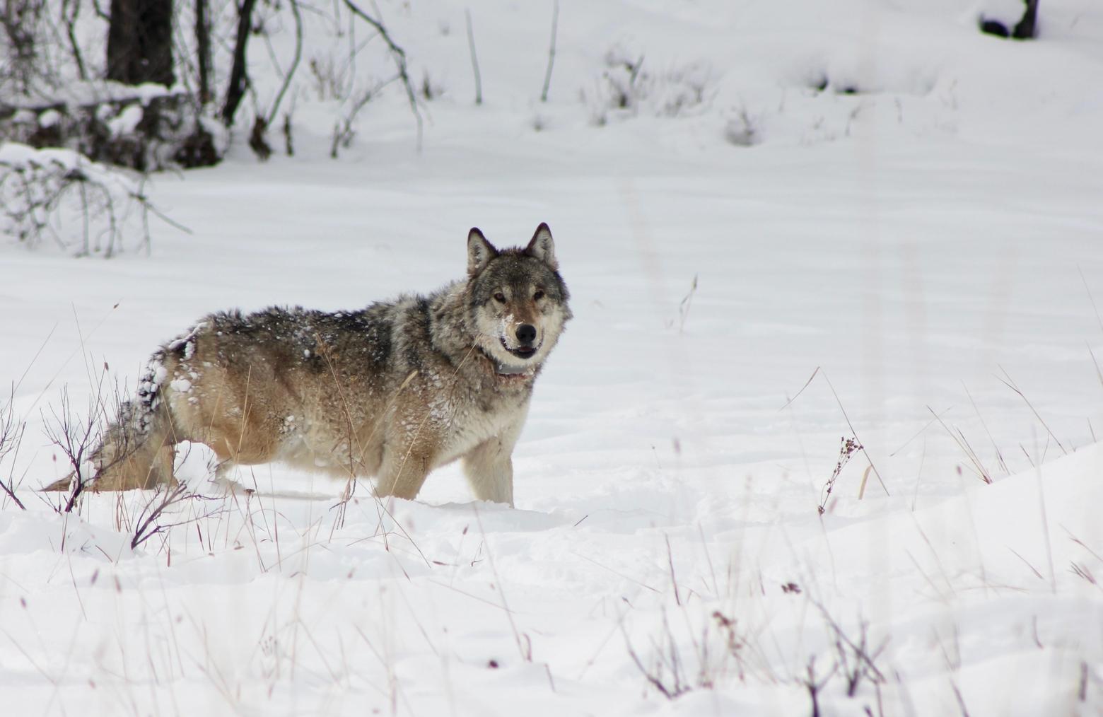 Famous Yellowstone Wolf 907F, also known as "Queen of the Wolves," was killed in a fight with the Rescue Creek pack. At nearly 12, she was the fifth oldest wolf on record in Yellowstone. Photo by Jeremy SunderRaj/NPS