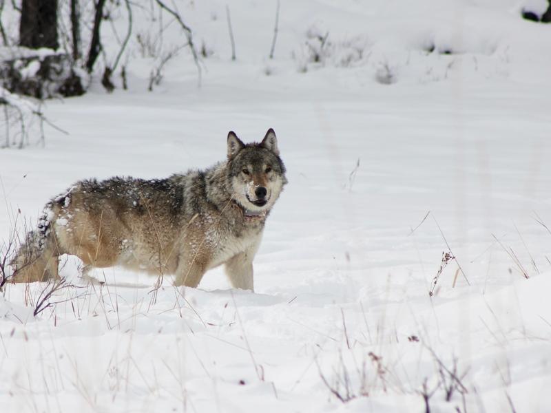 Wolf 907F, Queen of the Yellowstone wolves