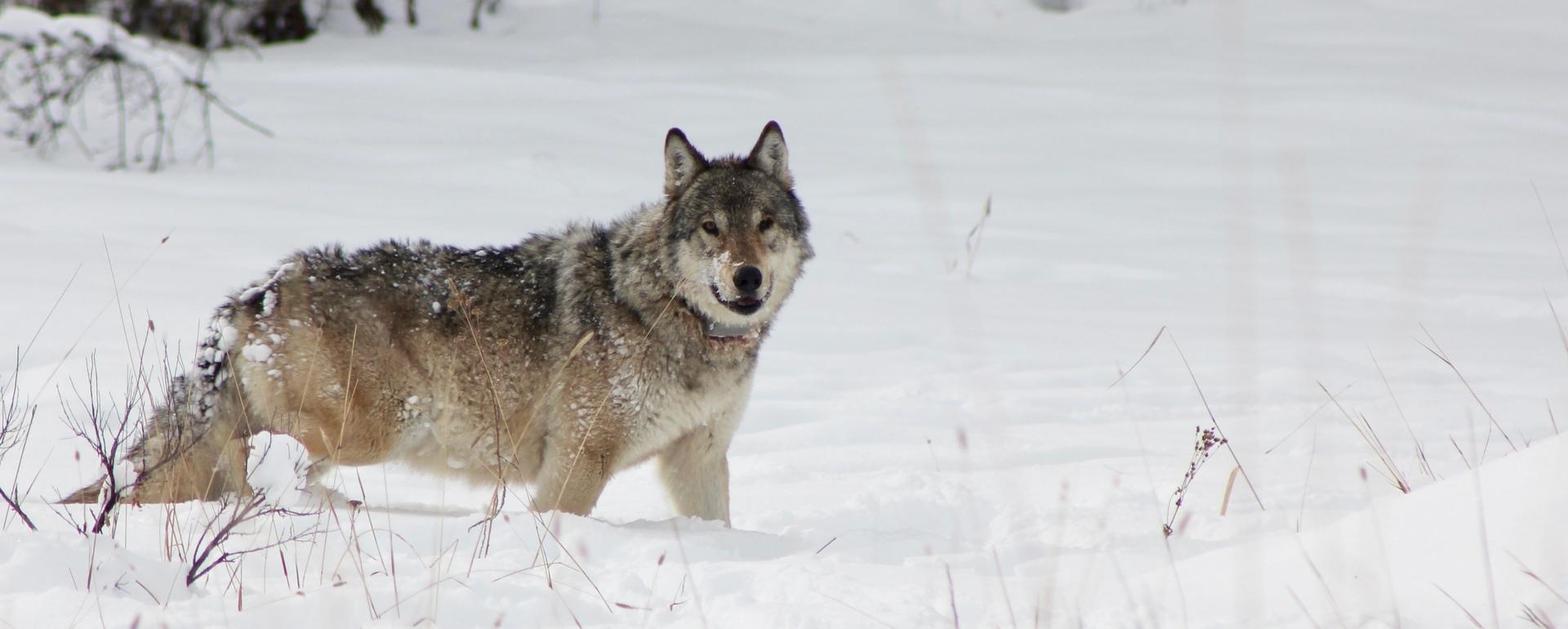 Wolf 907F, Queen of the Yellowstone wolves