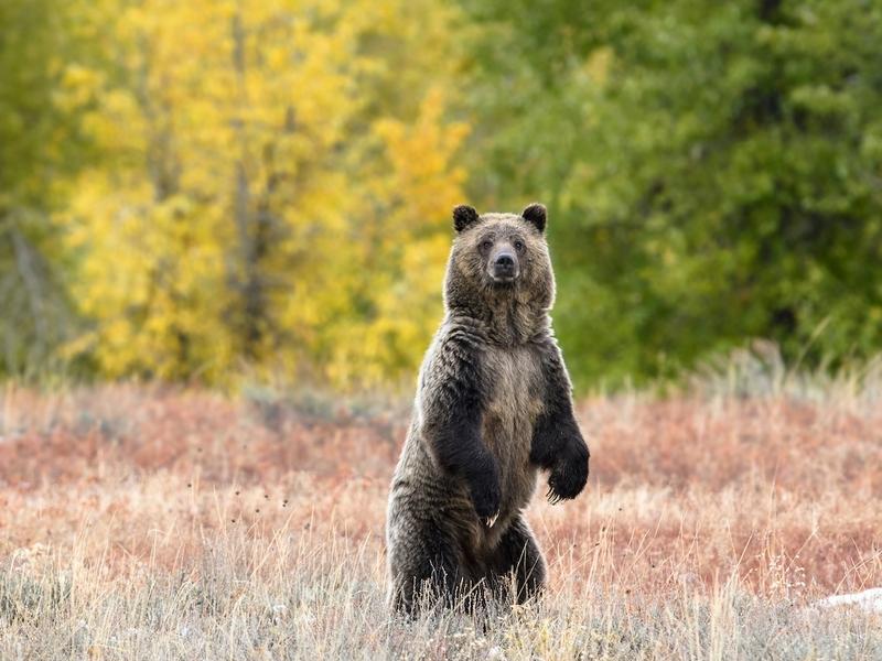 FWS on Jan. 8 announced its decision to keep grizzlies protected under the Endangered Species Act