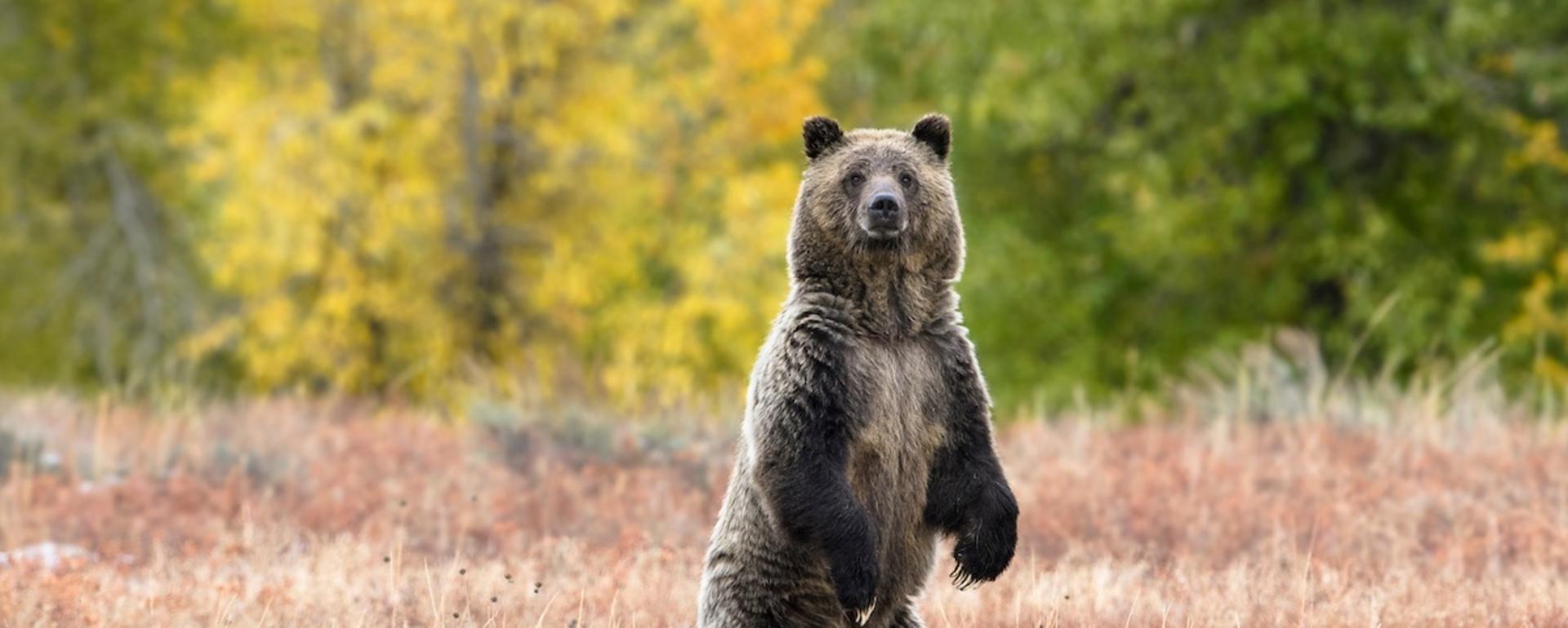 FWS on Jan. 8 announced its decision to keep grizzlies protected under the Endangered Species Act