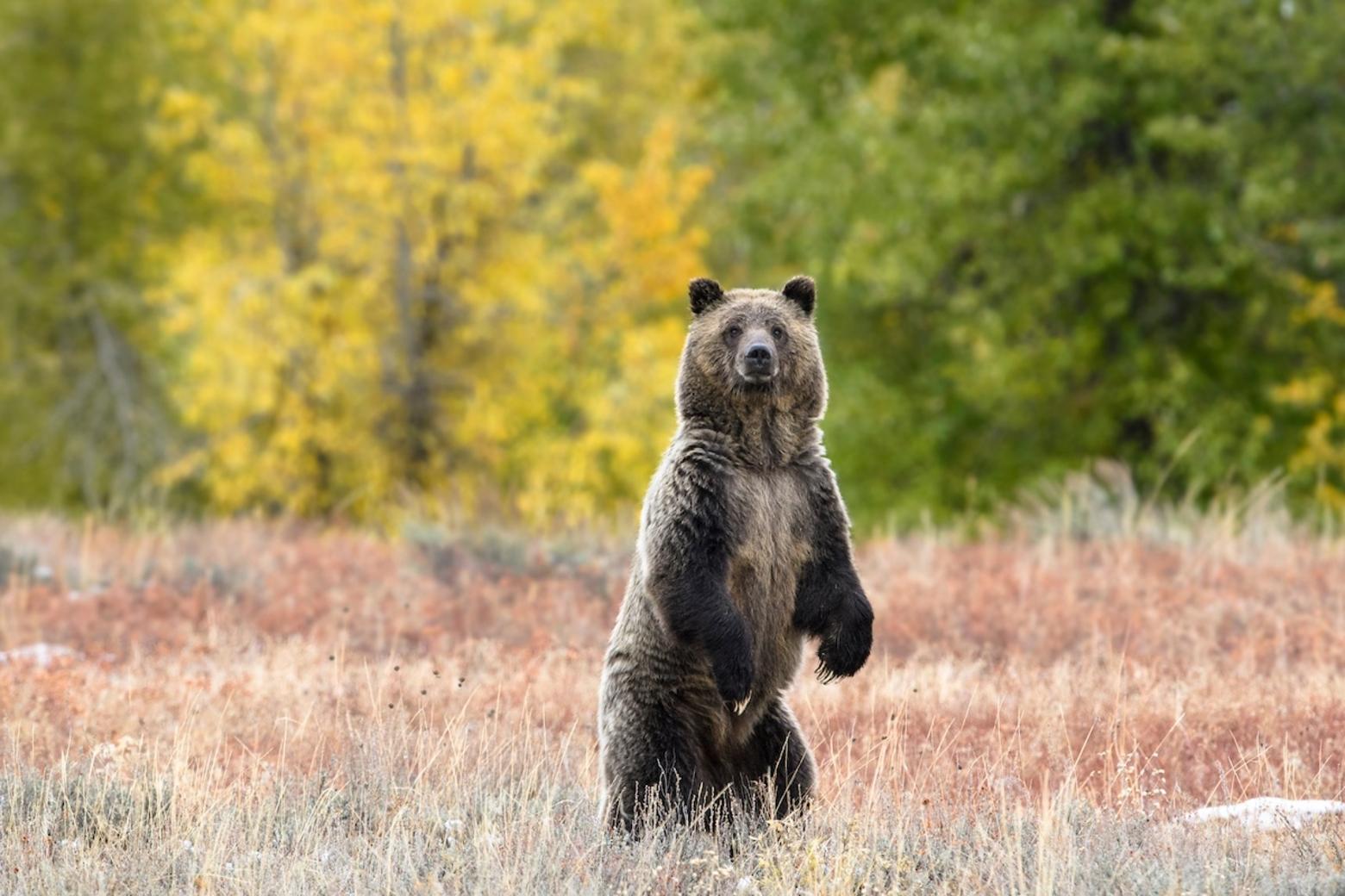 Standing tall: A healthy sow grizzly standing against an autumn backdrop in Teton National Park taken in early October 2024. Photo by Charlie Lansche