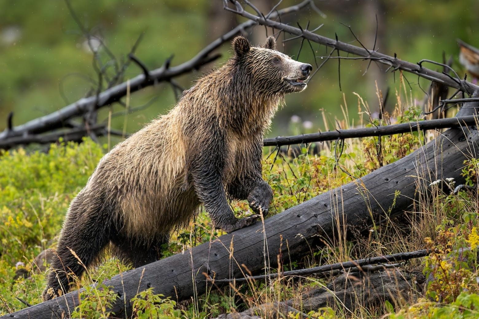 Before the western settler expansion signposted by Lewis and Clark’s 1805 Voyage of Discovery, an estimated 50,000 grizzly bears (Ursus arctos horribilus) roamed the continental U.S. between the Canadian and Mexican borders. Here, Snow, age 8, goes on alert. Photo by Charlie Lansche