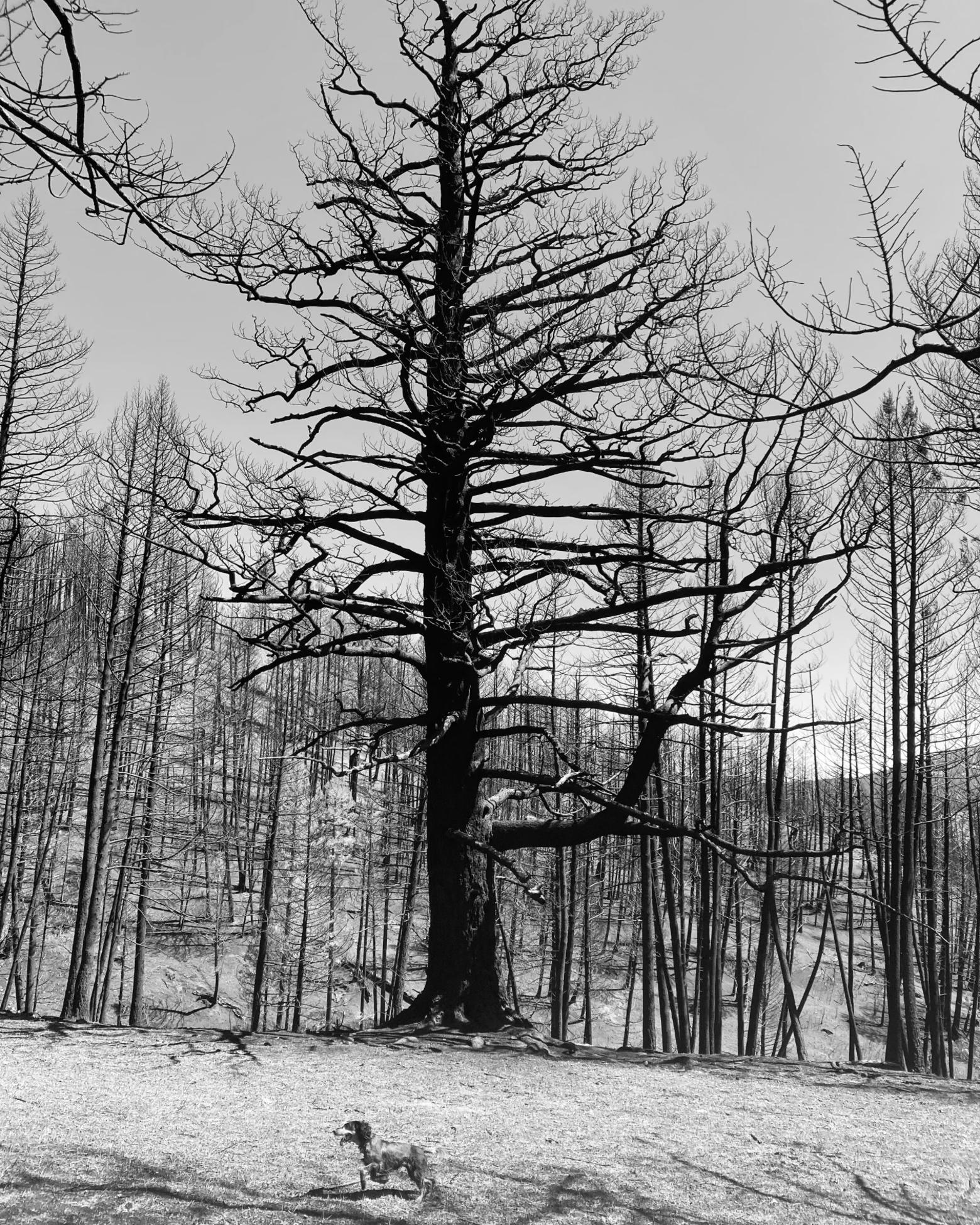 A burned tree on Katy Kelly's family property, The West Side property, sits stark against the charred background following the Bridger Foothills Fire of 2020. Photo courtesy Katy Kelly 