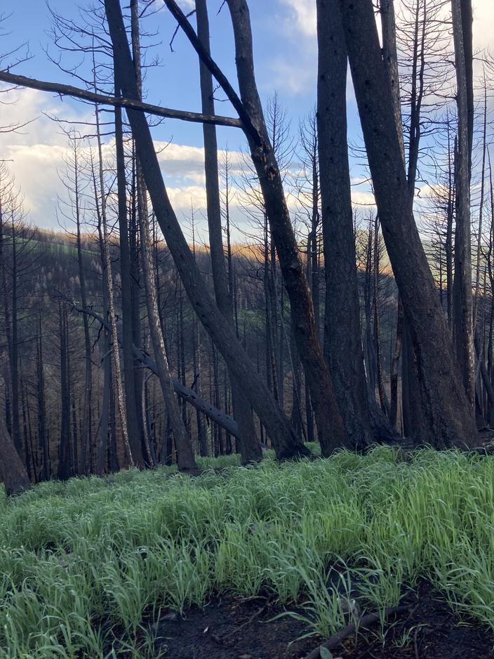 Rebirth: New plants sprout at The West Side in spring following the Bridger Foothills Fire. Kelly grieved after the fire, but said it was special to witness the regeneration: “It is starting to feel like its own place again.” Photo courtesy Katy Kelly