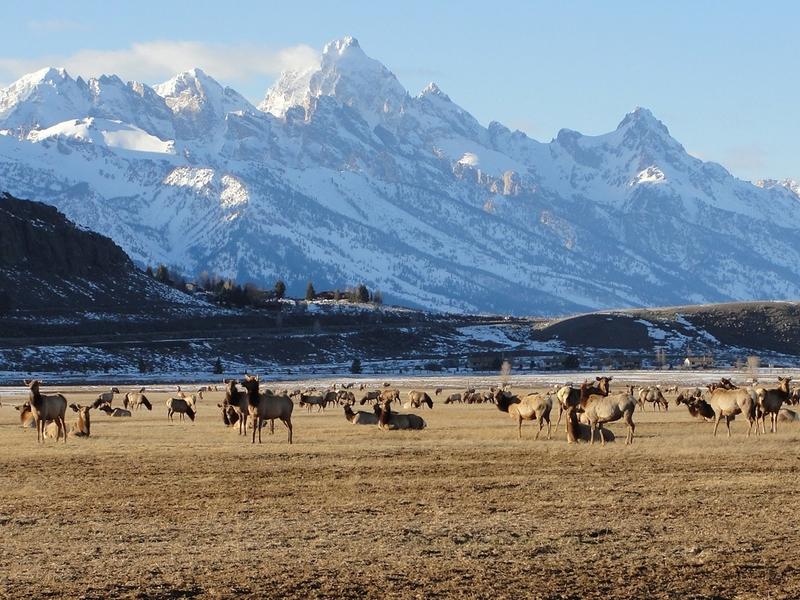 Elk herd at the National Elk Refuge in Jackson, Wyoming