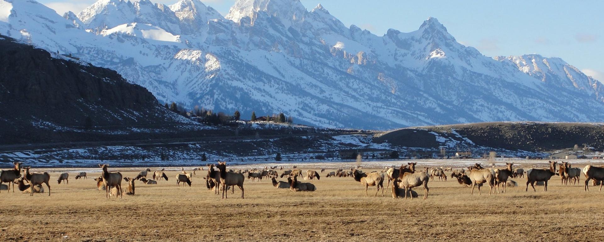 Elk herd at the National Elk Refuge in Jackson, Wyoming