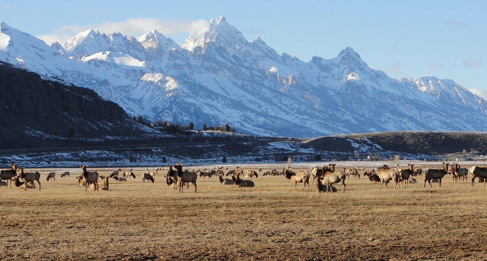 Elk graze on the National Elk Refuge in Jackson, Wyoming. A new study indicates that supplemental elk feeding may increase the probability of CWD outbreaks. Photo courtesy USFWS