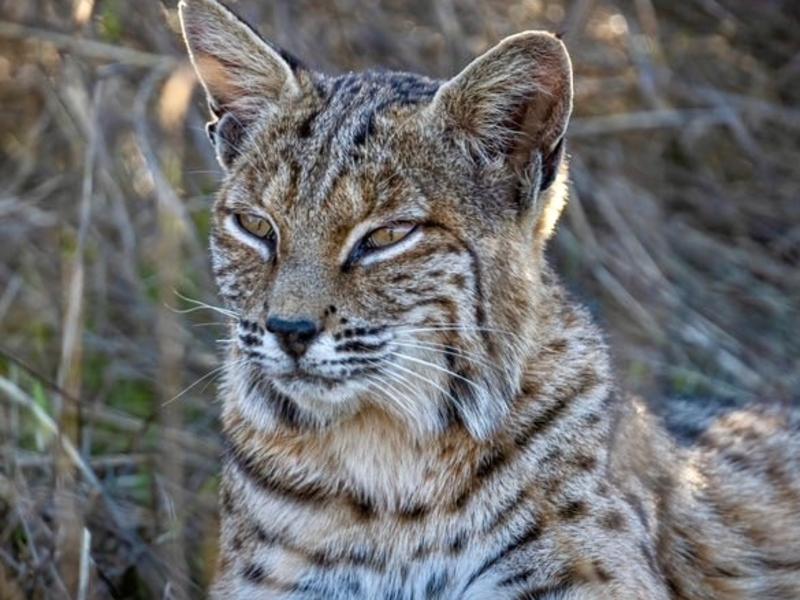 Bobcat populations drive harvest quotas set by FWP