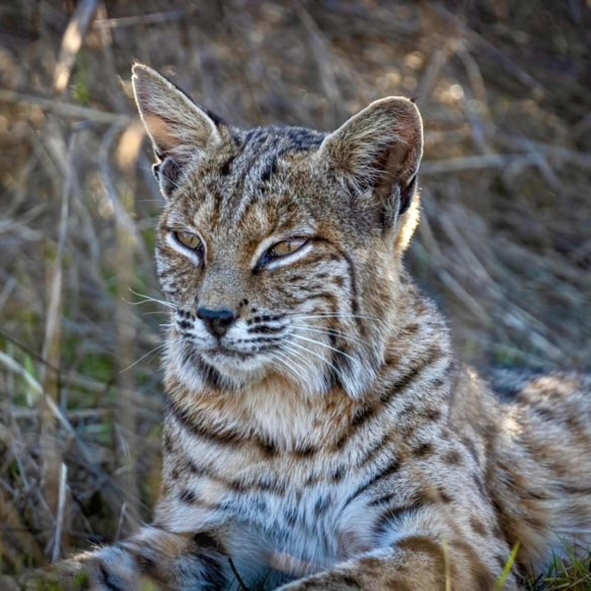 Bobcat populations drive harvest quotas set by FWP. Weighing up to 35 pounds, bobcats are smaller than their close relative the Canada lynx but 2-3 times larger than the average domestic cat. Photo by Ben Bluhm