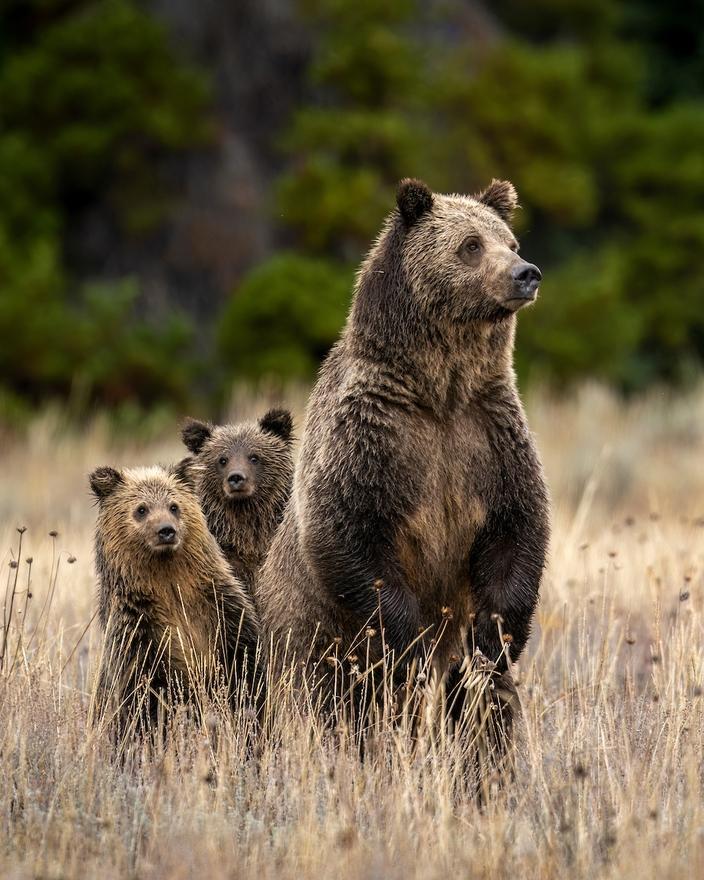 The U.S. Fish and Wildlife Service this month ruled that grizzlies, like Bear 793 (aka Blondie) and her cubs, would remain on the endangered species list. Decisions like this, with the elimination of Chevron deference, could be left up to federal judges, not FWS. Photo by Charlie Lansche