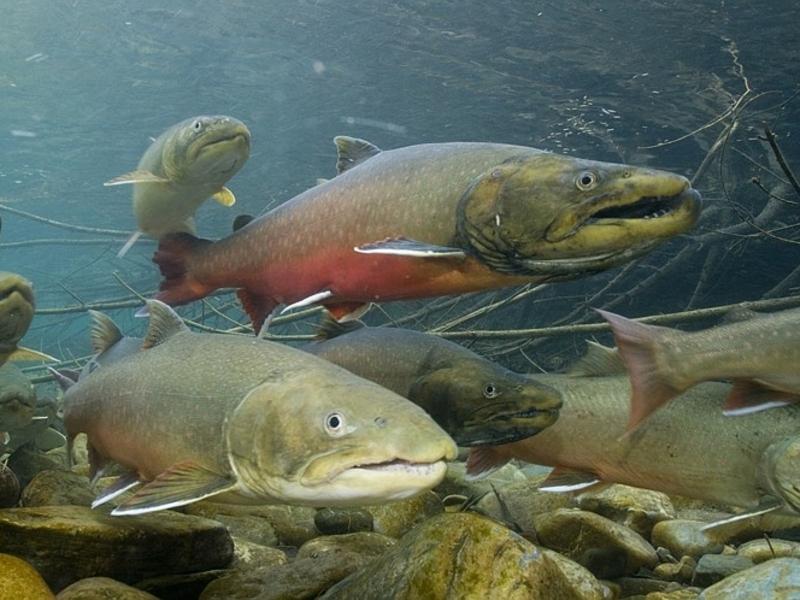 Bull trout, as well as Canada lynx and the grizzly bear could be imperiled with President Trump's recent Executive Orders