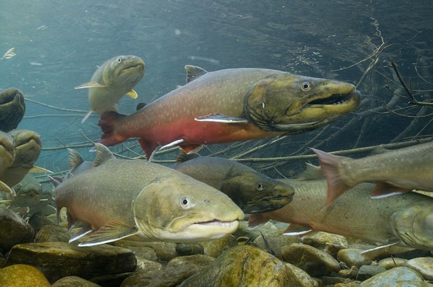 President Trump's first week of executive orders include several measures to cripple the Endangered Species Act from limiting energy development or other federal agency action. ESA protections for creatures like the bull trout can put habitat off limits for mining or oil and gas exploration, while the law's requirement for consultation among agencies regarding species recovery plans can delay or add costs to federal permits. Photo courtesy USFWS