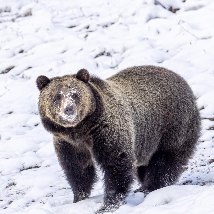 The executive order Regulatory Freeze Pending Review could apply to FWS’s grizzly bear ESA listing rule, which retains the bear’s threatened status. Photo by Ben Bluhm