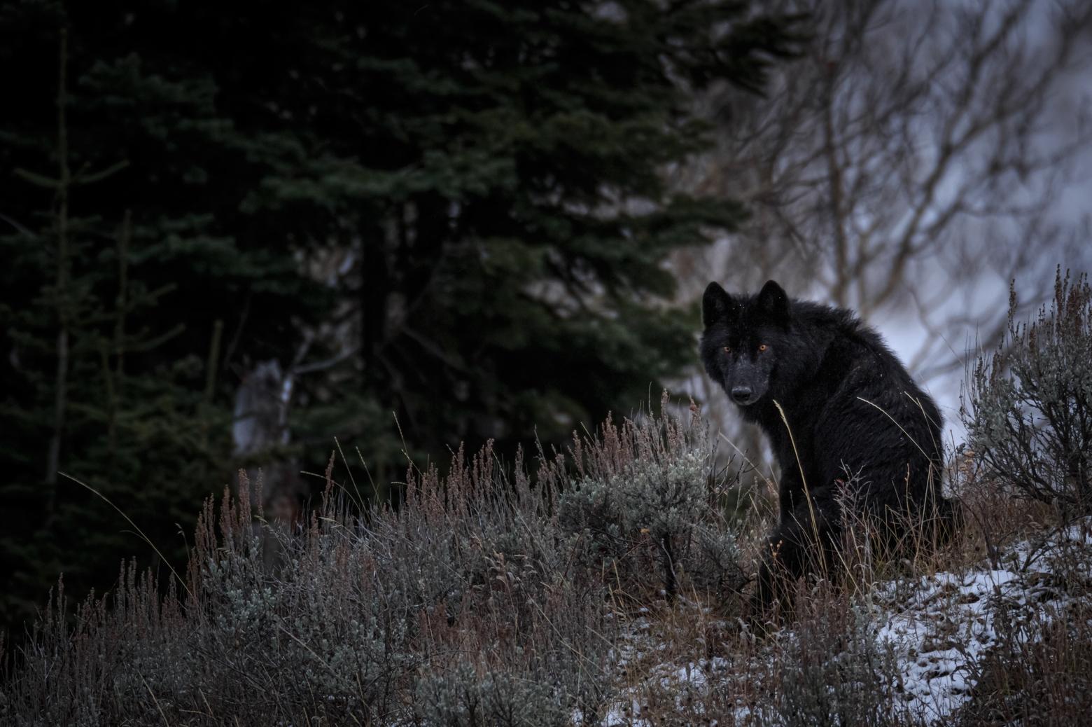 A member of the 8 Mile Wolf Pack glances back before nightfall in the northwestern Yellowstone National Park. Photo by Ronan Donovan