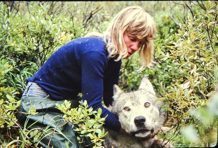 Wildlife biologist, wolf researcher and author Diane Boyd with a sedated wolf in 1987. Photo courtesy Diane Boyd