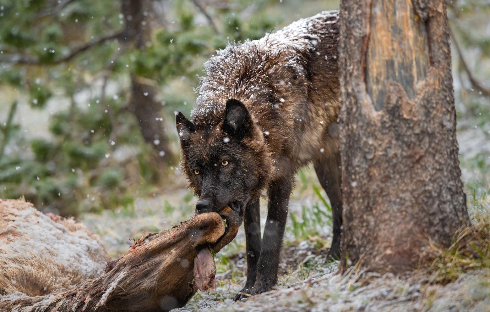 To understand the wolf, we must recognize the many sides of them, says photographer Savannah Rose. Here, Wolf 1234M drags a roadkill elk from the road near Yellowstone National Park's West Thumb in May 2020. Two years later, the wolf exited the park border into Montana where it was trapped and killed. Photo by Savannah Rose