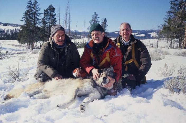 Ed Bangs (right), former Yellowstone Senior Wolf Biologist Doug Smith (center) and former FWS Wolf Biologist Mike Jimenez (left), collar a wolf in Yellowstone after darting it from a helicopter, circa 1998. Bangs retired from FWS in 2011. Photo courtesy Ed Bangs