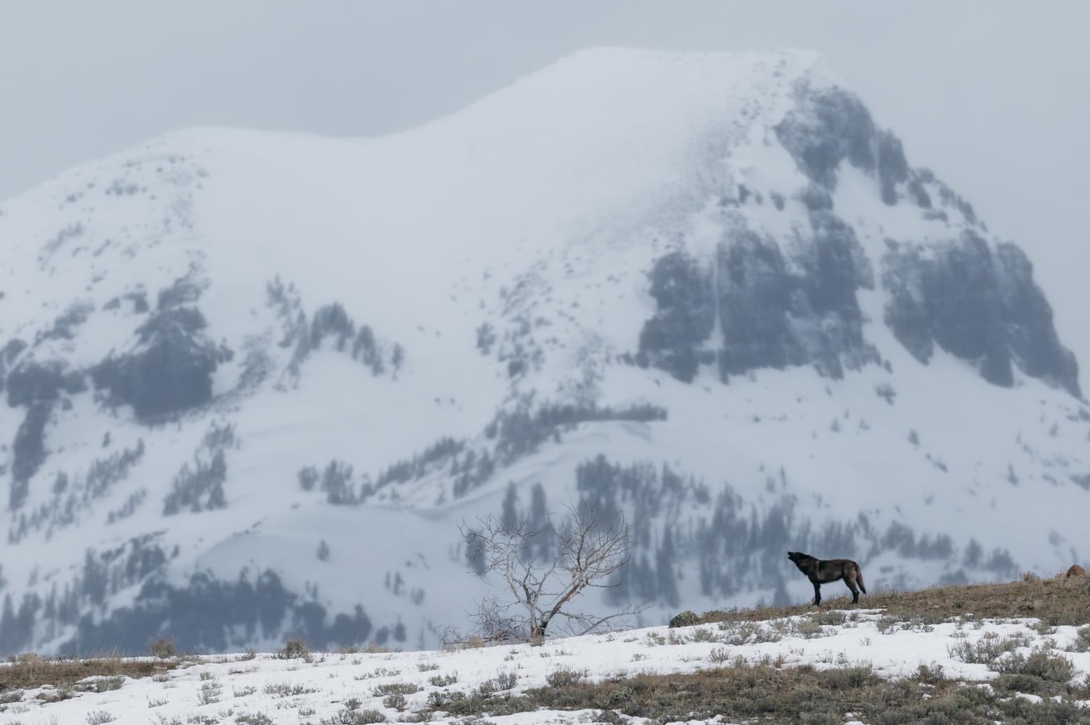 Howl: A yearling wolf of the Lamar Wolf Pack howls across a road to packmates feeding on a carcass. Lamar Valley, Yellowstone National Park. Photo by Ronan Donovan