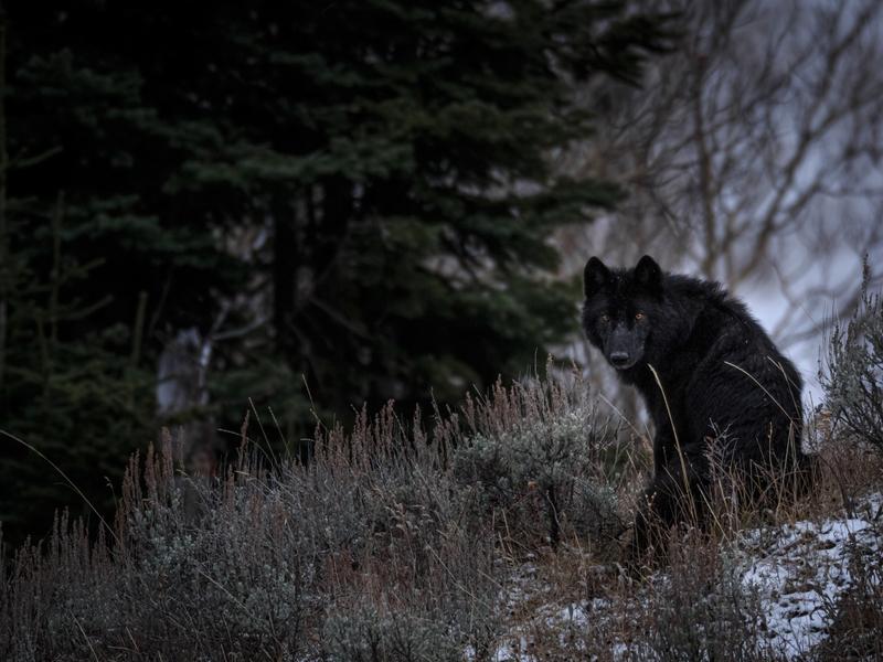 A member of Yellowstone's 8-Mile Pack glances back before nightfall