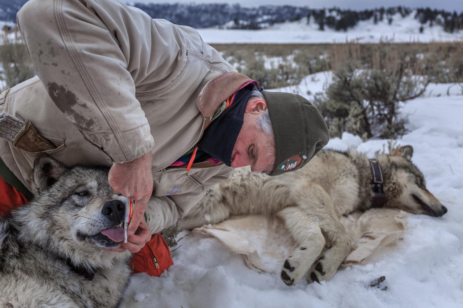 Doug Smith and members of the Yellowstone Wolf Project begin processing three captured wolves from the Junction Butte Pack. Photo by Ronan Donovan