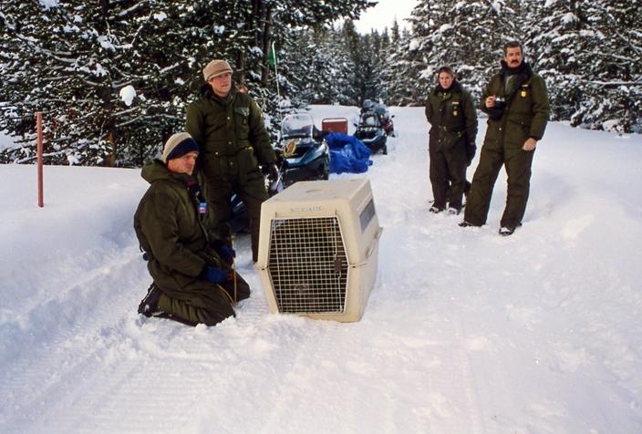 Doug Smith, kneeling, and Mike Phillips during that winter of 1995 in Yellowstone. Phillips was the original on-site coordinator of wolf recovery in Yellowstone and handed the reins off to Smith when he cofounded the Turner Endangered Species Fund with Ted Turner. Photo by Jim Peaco/NPS