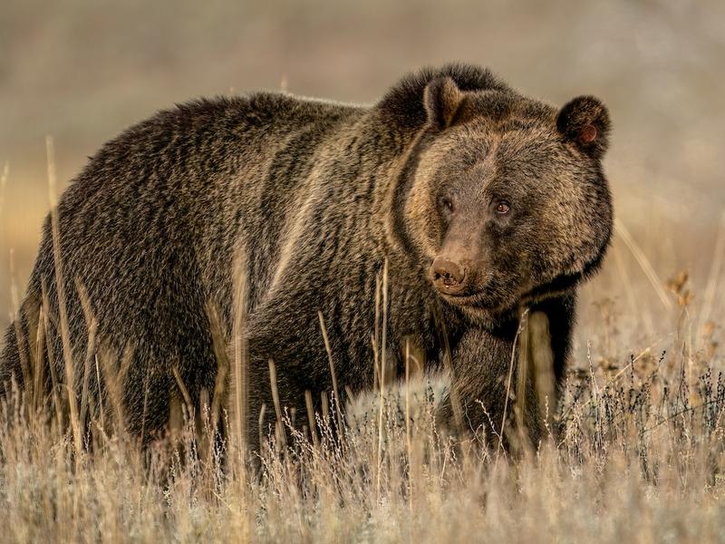 FWS announced this month its decision to retain protections for grizzlies under the ESA