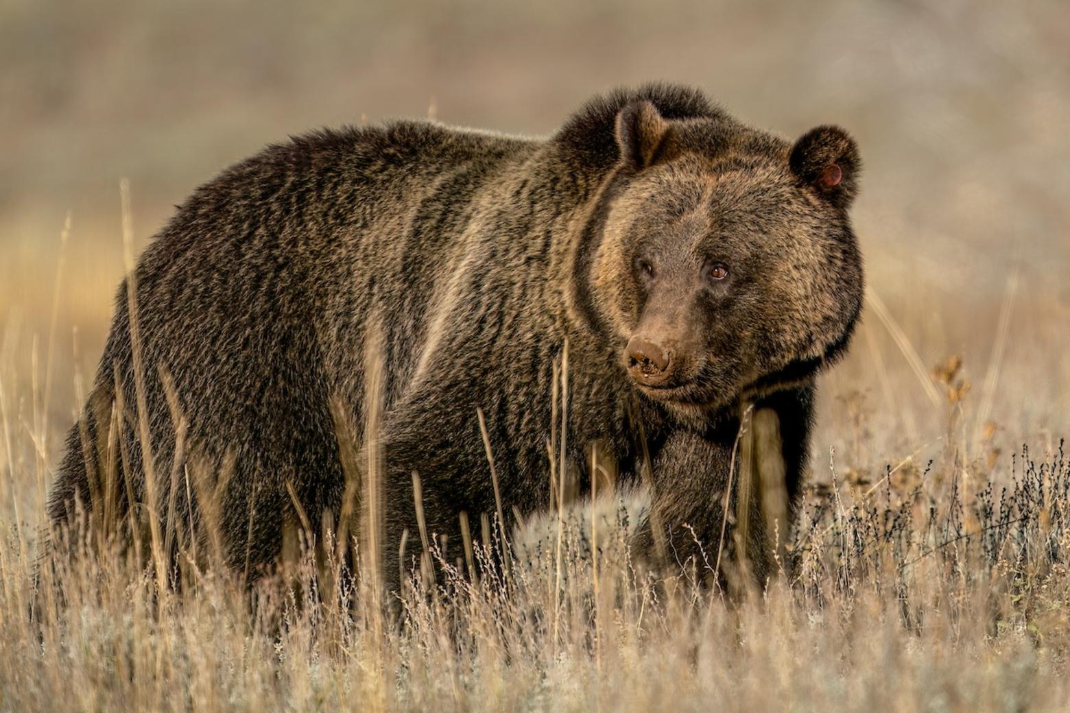 On Jan. 8, FWS announced its decision to retain protections for grizzlies under the Endangered Species Act. Their future is now uncertain. Photo by Charlie Lansche