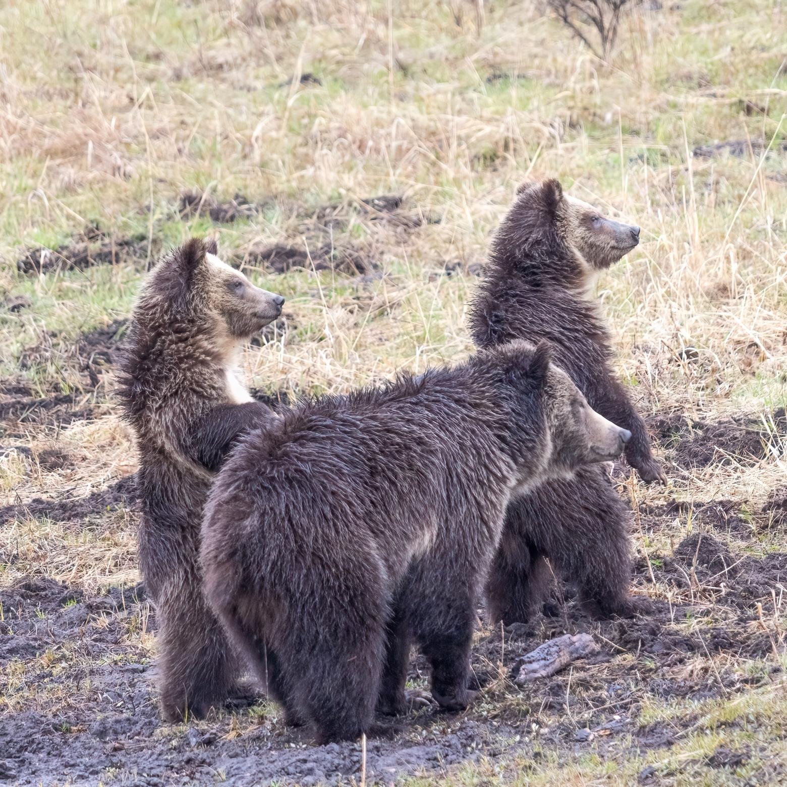 A grizzly sow and her two cubs keep watch. An estimated 2,000 grizzlies currently live in the Lower 48, concentrated largely in Montana, Idaho and Wyoming. All three states have petitioned the federal government to relinquish grizzly bear management to the states. Photo by Ben Bluhm