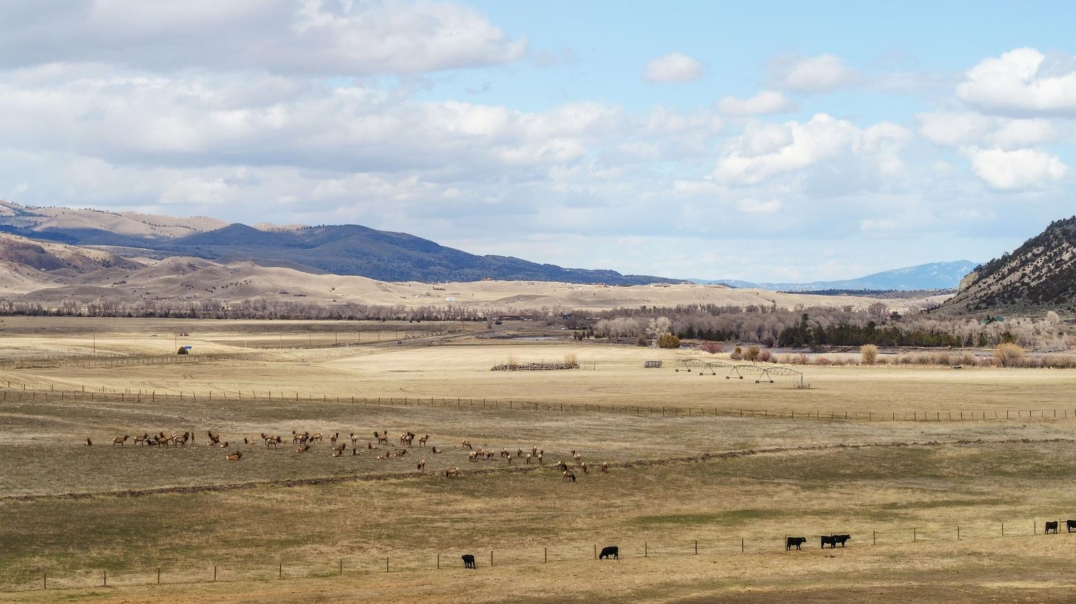 Cattle and elk graze in Paradise Valley, separated by fencing. Fences hold the cattle in but don't always keep the elk out. The fencing project aims to help ranchers transition to wildlife-friendly fencing, and support wildlife migration corridors. Photo by Wes Overvold Implement Productions for PERC