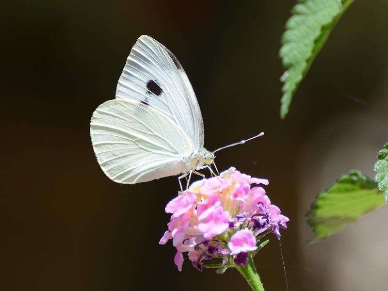 A sign of hope: Pieris brassicae, or white butterfly, perches on a lantana flower