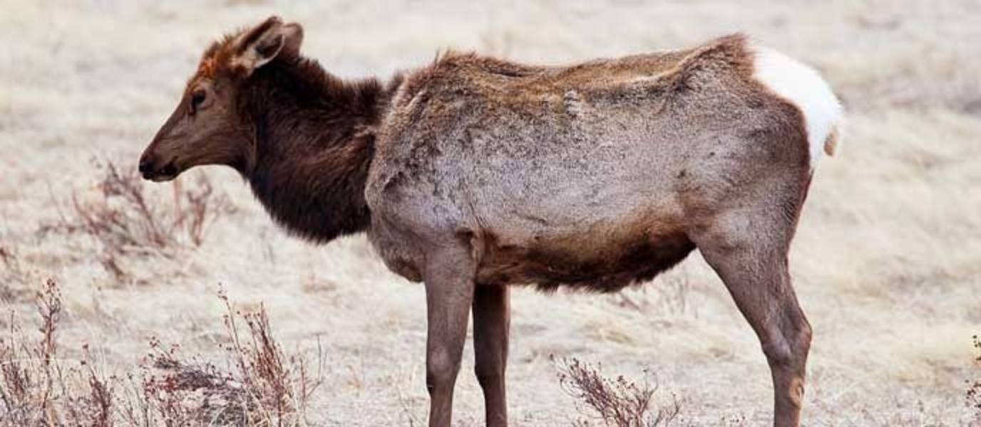 A elk cow discovered earlier this month at Wyoming's Scab Creek Feedground in hunting area 98 is the first to test positive in the state's feedgrounds for the highly contagious chronic wasting disease. Photo courtesy NPS