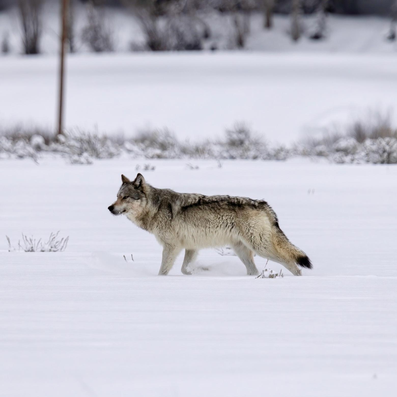 Wyoming has long had a complicated relationship with wolves. Now, two bills introduced at the legislative level are looking to curb cruelty to wolves and other predators. Photo by Ben Bluhm