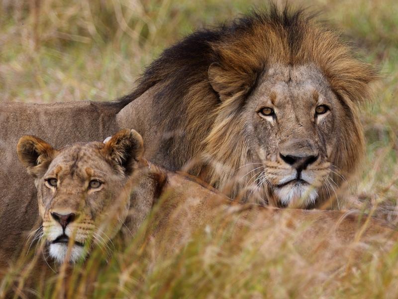 Ecologist Scott Creel suggests Yellowstone could learn from Africa's wildlife-management practices