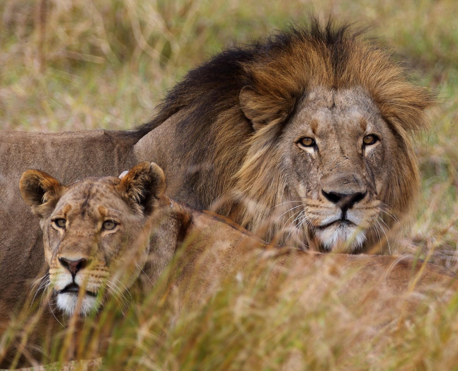 An adult male and adult female lion rest in Zambia. MSU ecologist Scott Creel worked at numerous national parks in Zambia on predator management issues after extensive research on wolf and elk populations in Yellowstone. Photo by Scott Creel