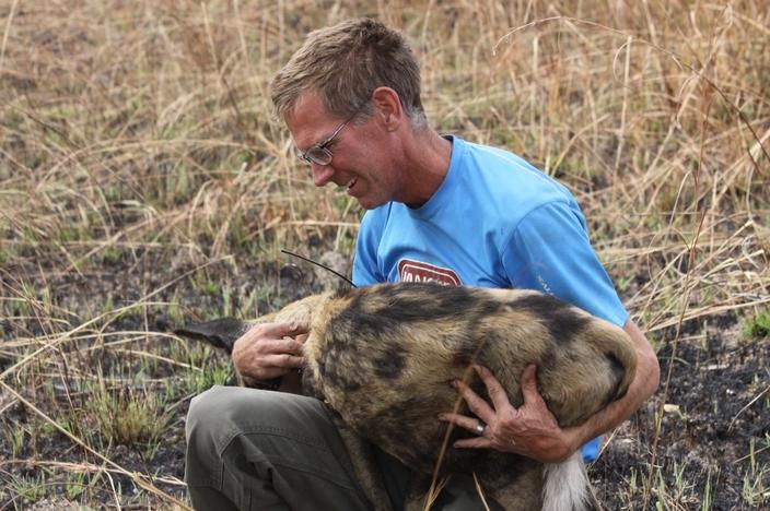 MSU ecology professor Scott Creel, who studies key African predators, works with a sedated African wild dog in Zambia. Photo courtesy Scott Creel