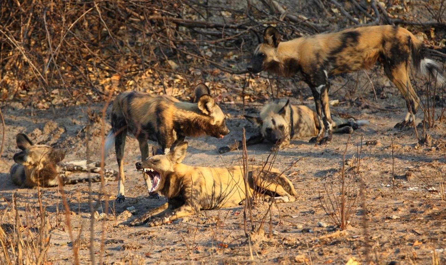 A pack of African wild dogs rests at their den prior to an evening hunt in Kafue National Park. Recent research shows that wild dogs have to travel farther and expend more energy when they hunt in areas that are heavily affected by bushmeat poaching, and this reduces their survival and reproduction. Photo by Scott Creel