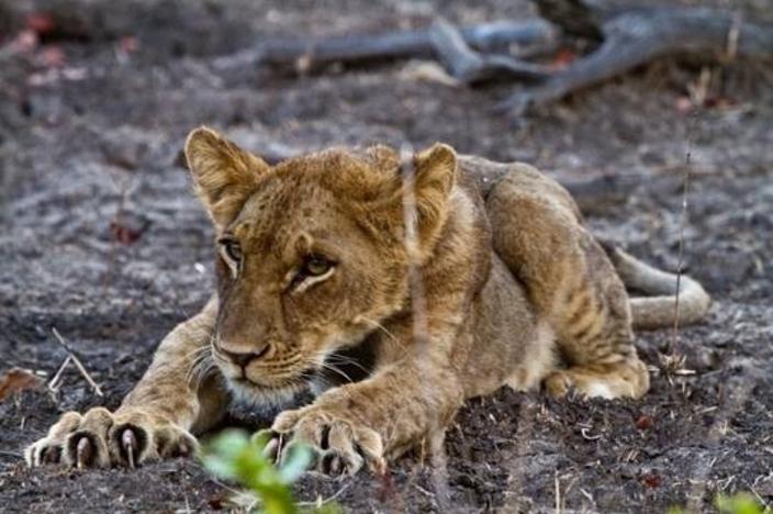 A lion cub in Zambia's Kafue National Park. Focused efforts to reduce the effects of bushmeat poaching on prey populations in parts of this enormous ecosystem (more than 70,000 square kilometers) have recently allowed the population to grow, mainly by increasing the number of cubs that are raised. Photo by Eli Rosenblatt