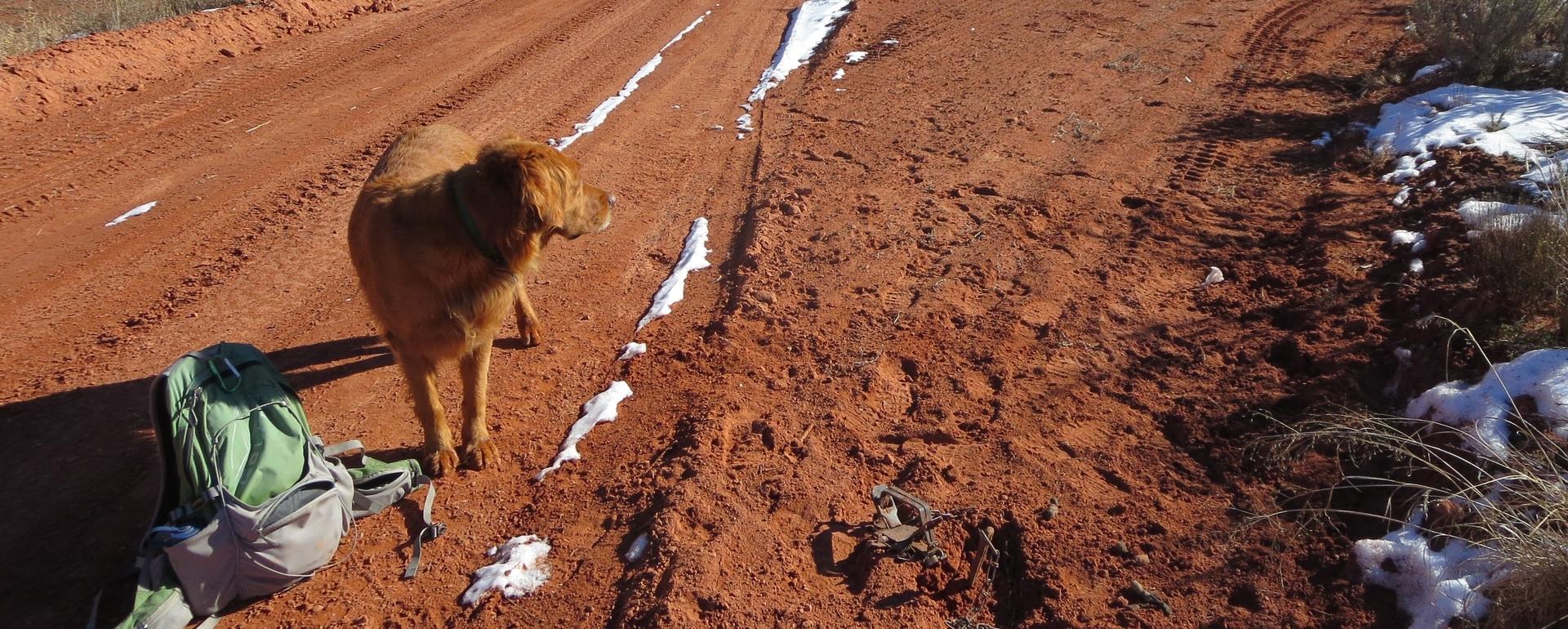 Traps and snares near roads and trails can be dangerous to wildlife as well as domesticated pets