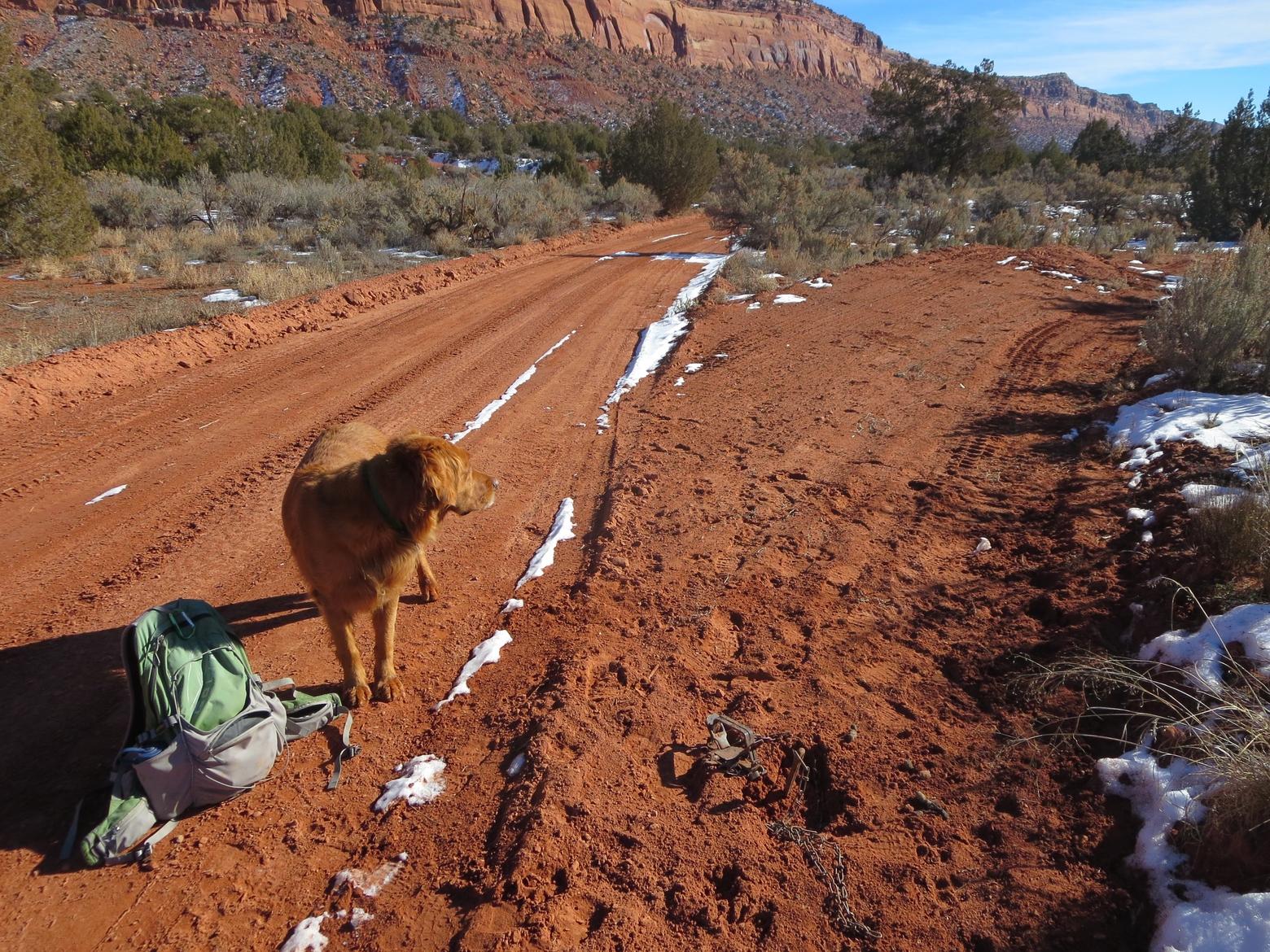 Koda peers down a side road with a leg trap in the foreground. Photo by Leslie Patten